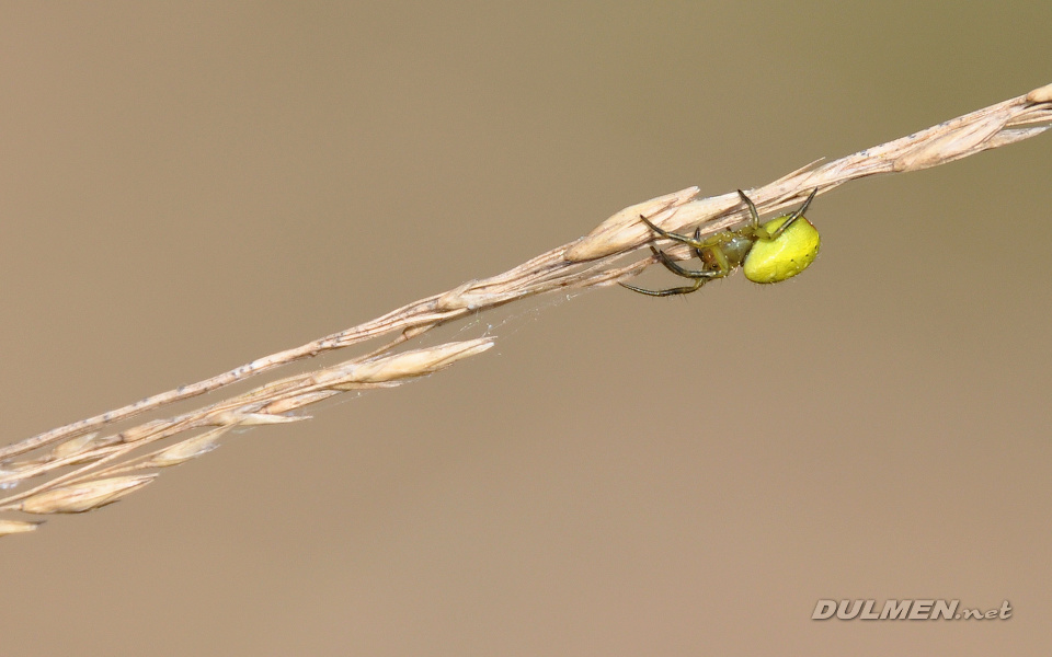 Cucumber Spider (Araniella cucurbitina or Araniella opisthographa)